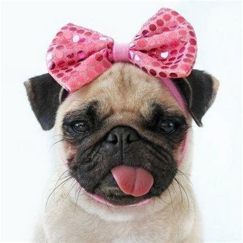 Pug Love Quotes. QuotesGram