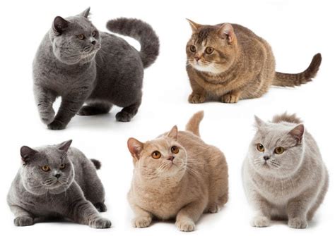 British Shorthair Breed Profile - Cat-World