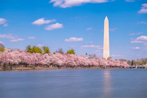 DC Cherry Blossom Festival Moved up to Mid-March Due to Warm Winter | Chesapeake Bay Magazine