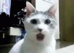 Open Mouth GIF - OpenMouth Shocked Cat - Discover & Share GIFs