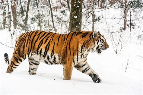 Bengal Tiger Siberian Tiger Difference