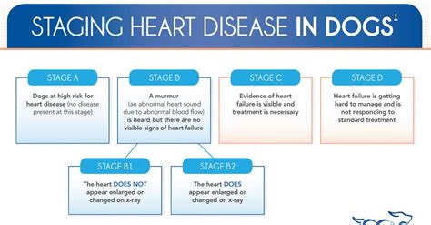 Stages Of Heart Disease In Dogs