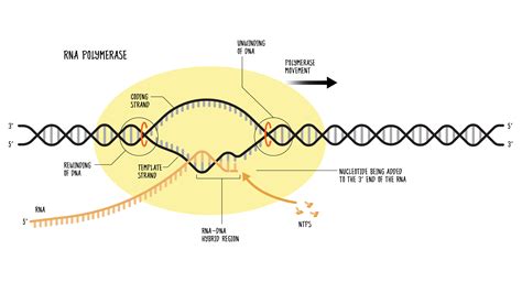 RNA Polymerase: Function and Definition | Technology Networks