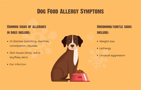 Allergies in Dogs: Causes, Symptoms, and Treatment Options - Dog Carely