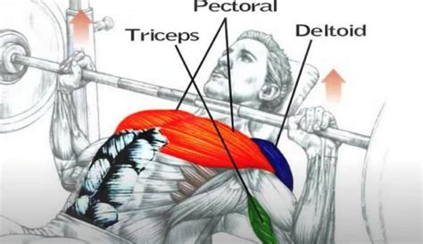 Bench Press Muscles Worked: Incline vs Decline (Why Dumbbell Is Even Better)