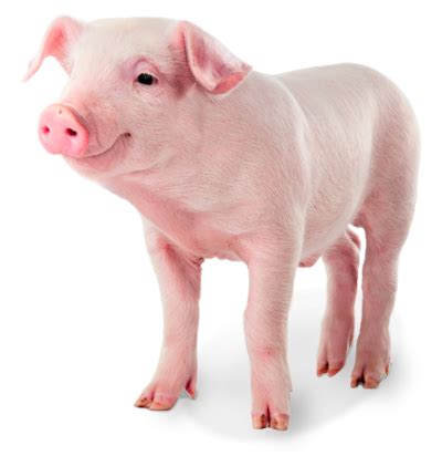 Pig PNG Vector Images with Transparent background - TransparentPNG