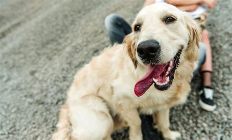 19 Adorable Golden Retriever Mixes: Cute and Clever Canines!