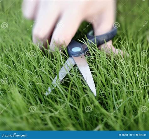 Cutting The Grass With A Pair Of Scissors Stock Photo - Image: 16225110