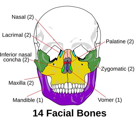 Facial fractures causes, types, symptoms, diagnosis, treatment & recovery