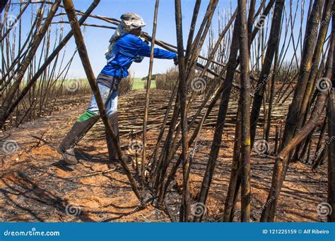 Sugar cane harvesting editorial stock image. Image of sugar - 121225159