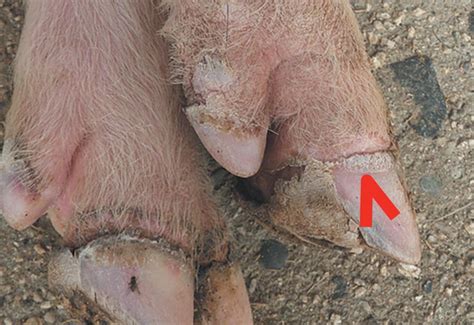 Pigs with foot-and-mouth disease | Signs of foot-and-mouth disease | Foot-and-mouth disease ...