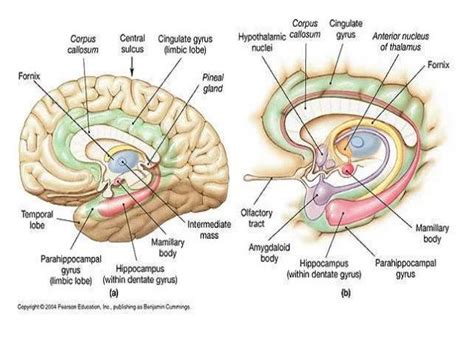 Hippocampus Function Brain - fasrag