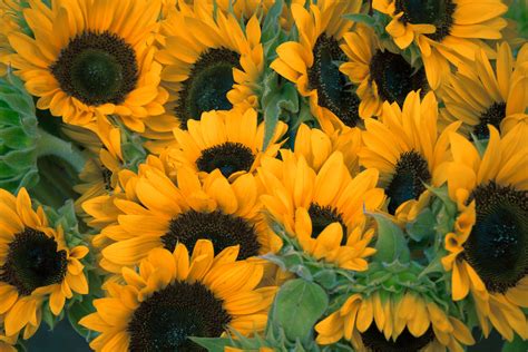 Sunflowers Delivery | Send Sunflowers London - Flower Station