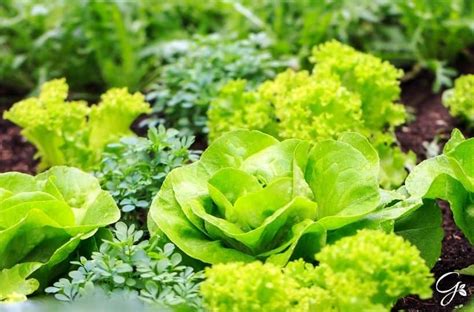 Lettuce Companion Plants - What You May or May Not Plant Together - Plants Spark Joy