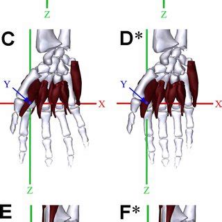 Six movements of the wrist joint (condyloid type) (A-C, lateral view;... | Download Scientific ...