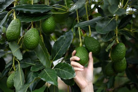 Pictures Of Fruit Trees In Florida - markanthonystudios.net