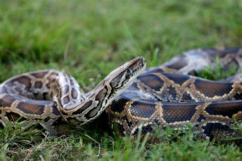 Enormous 18-Foot Burmese Python Captured in Florida, Second-Largest Ever Removed from State ...