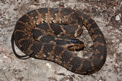 Southern Watersnake – Florida Snake ID Guide