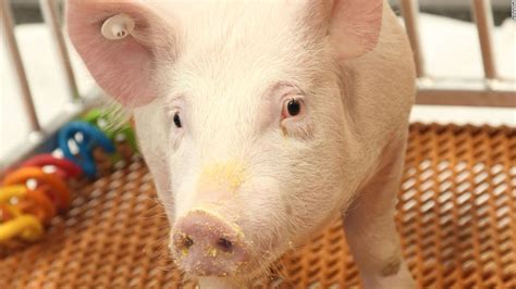 Genetically modified pig for allergy-free medical and food products approved by FDA - CNN