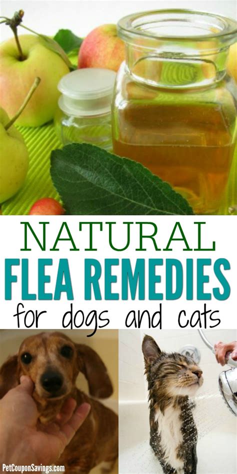 11 Natural Flea Remedies for Dogs and Cats - Pet Coupon Savings