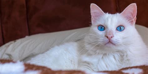 14 Beautiful White Cat Breeds With Pictures - All About Cats