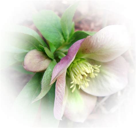 Hellebore – the Christmas Rose