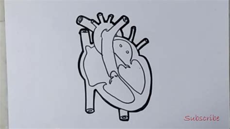 Human Heart Diagram Pencil Sketch Would you like to draw a human heart