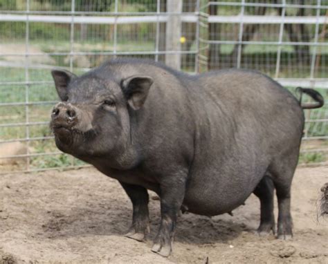 Pot bellied pig - Alchetron, The Free Social Encyclopedia