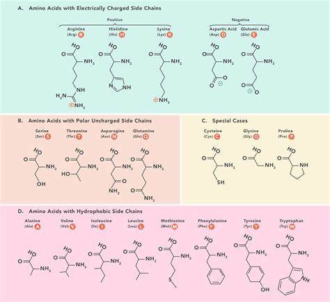 Essential Amino Acids: Chart, Abbreviations and Structure | Technology Networks | Amino acids ...