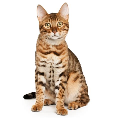 Bengal Cat Breed Information | Purina