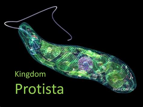 Characteristics Of Fungi Like Protists