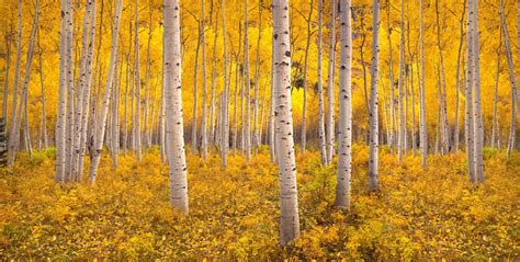 15+ Most Beautiful Fall Pictures from Around the World | Displate Blog | Aspen trees, Aspen ...