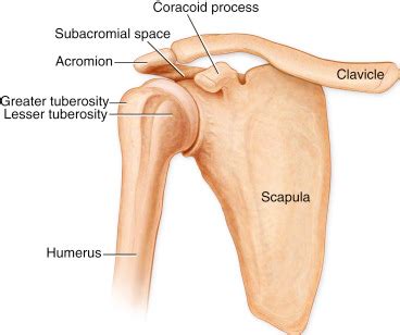 Coracoid Process of Scapula- Coracobrachialis | by Pratik Ghadge | Medium