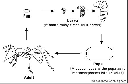 Ant Life Cycle - EnchantedLearning.com