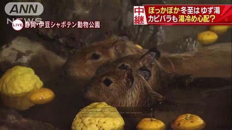 Does Japan Have the Cutest Winter Solstice Tradition? Why Capybaras Take Yuzu Baths to Celebrate ...