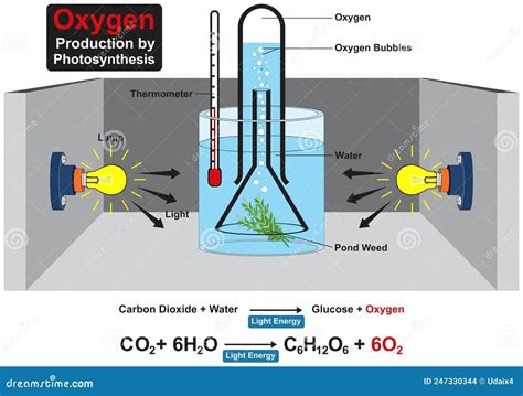 Photosynthesis Experiment With Elodea Illustration Royalty-Free Stock Photography ...