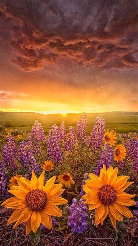 Sunset With Flowers iPhone 7 Wallpaper [750x1334]