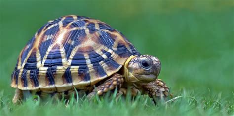 A Guide to Caring for Indian Star Tortoises as Pets