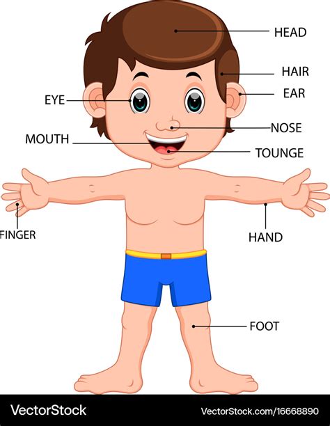 Boy body parts diagram poster Royalty Free Vector Image