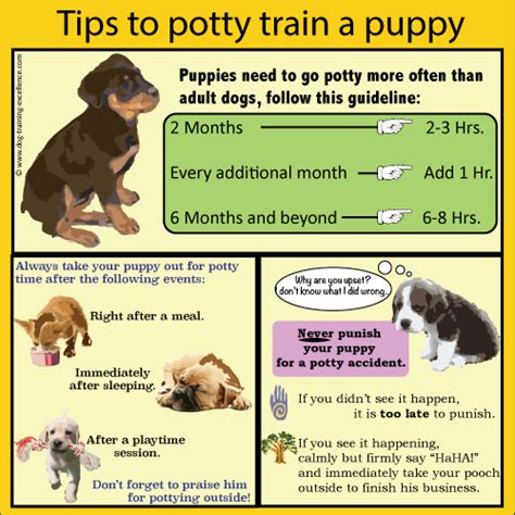 Training a Puppy Dog with Positive Methods