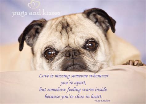 Pug Love Quotes. QuotesGram