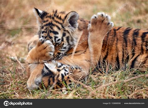 Cute Bengal Tiger Cubs