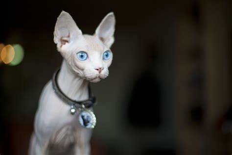 Sphynx: Cat Breed Profile, Characteristics & Care