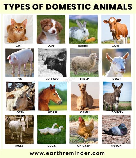 Different Types of Domestic Animals | Earth Reminder