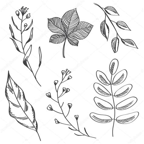 Simple leaves and branches hand drawn sketch. — Stock Vector © Julija_grozyan #123180024