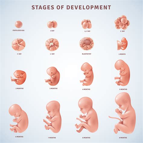 Stages Human Embryonic Development 475937 Vector Art at Vecteezy