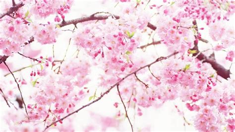 Wallpapers Cherry Blossom Sakura - Cherry Blossom (#441245) - HD Wallpaper & Backgrounds Download