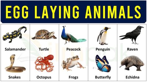 20+ Egg Laying Animals Names in English With Examples - ilmPak