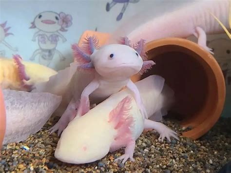 Can Axolotls Live Together? How Many Tank Mates? | Being Reptiles