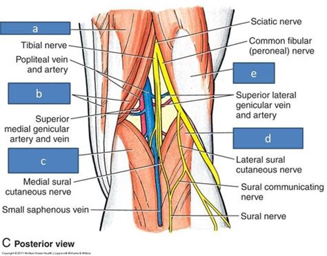 Popliteal Fossa Posterior Knee Anatomy - Human Anatomy